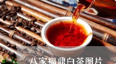 八家福鼎白茶图片/2023061324040