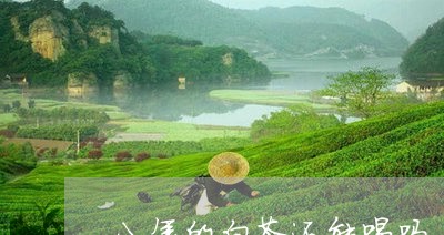 八年的白茶还能喝吗/2023071540716