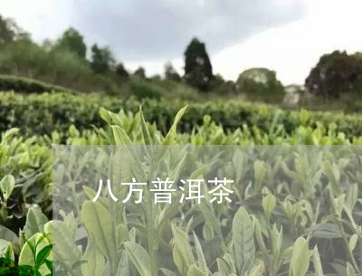 八方普洱茶/2023090684925