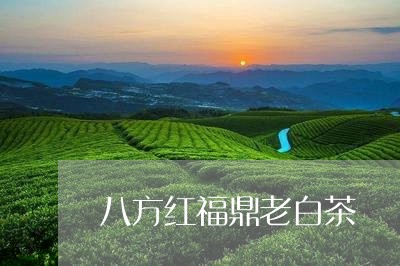 八方红福鼎老白茶/2023090927490