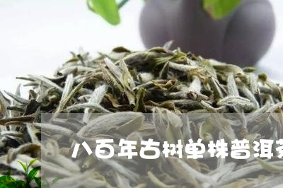 八百年古树单株普洱茶/2023092934928