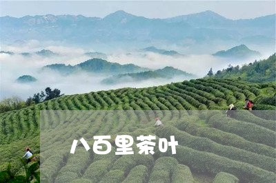 八百里茶叶/2023041890823