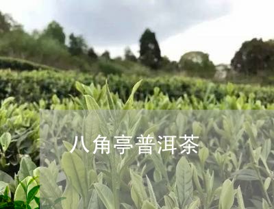 八角亭普洱茶/2023042955966