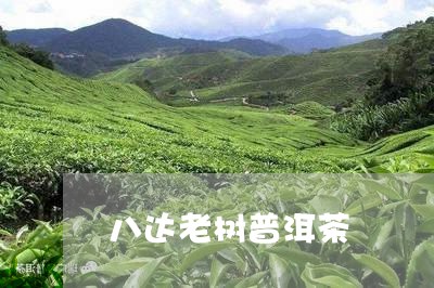 八达老树普洱茶/2023120342617