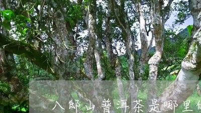 八邸山普洱茶是哪里的/2023120630483