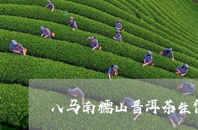 八马南糯山普洱茶生饼/2023072110492