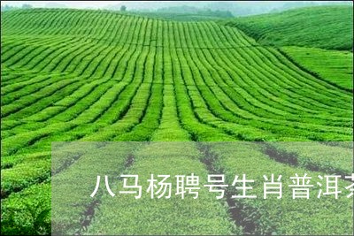 八马杨聘号生肖普洱茶/2023072440505