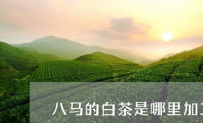 八马的白茶是哪里加工的/2023101342695