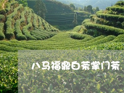 八马福鼎白茶掌门茶/2023121774937