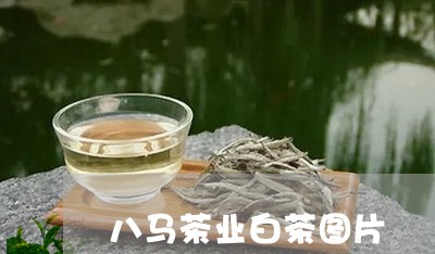 八马茶业白茶图片/2023061376270