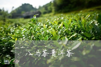 八马茶普洱茶/2023042861576