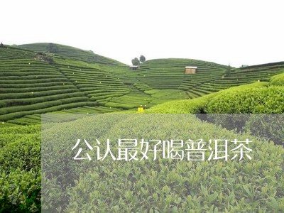 公认最好喝普洱茶/2023101641514