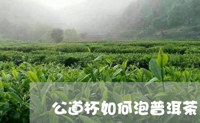 公道杯如何泡普洱茶/2023121345948