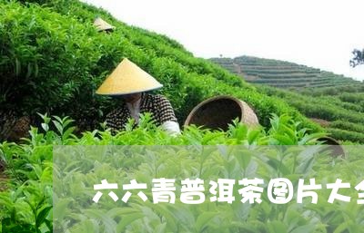 六六青普洱茶图片大全/2023100653156