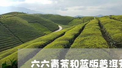 六六青茶和蓝版普洱茶/2023062468592