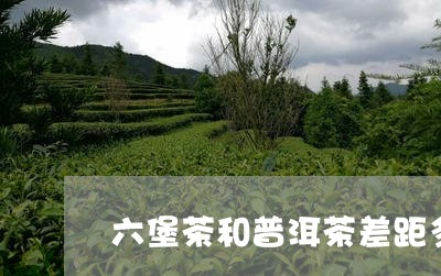 六堡茶和普洱茶差距多大/2023082579502