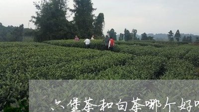 六堡茶和白茶哪个好喝/2023063037258