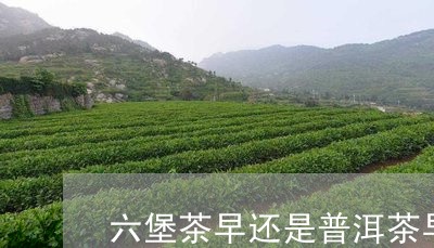 六堡茶早还是普洱茶早/2023062425959