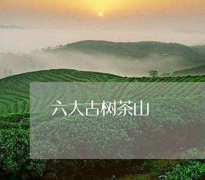 六大古树茶山/2023042951580