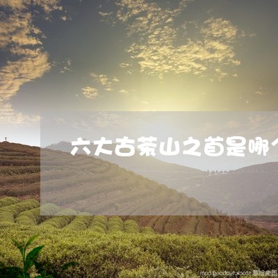 六大古茶山之首是哪个/2023092040571