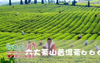 六大茶山普洱茶666/2023120644037