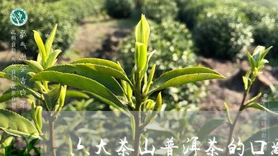 六大茶山普洱茶的口感特点/2023101091516