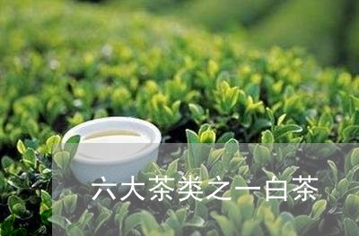 六大茶类之一白茶/2023061377573