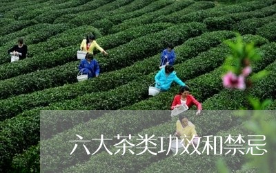 六大茶类功效和禁忌/2023042339460