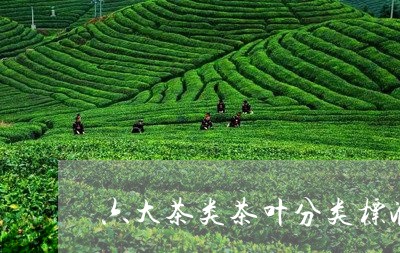 六大茶类茶叶分类标准/2023061205047