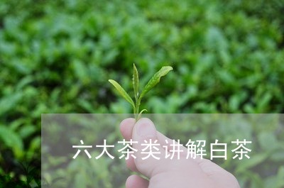 六大茶类讲解白茶/2023061397471