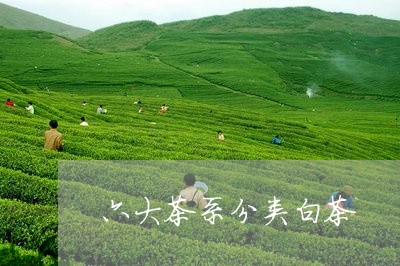 六大茶系分类白茶/2023061340492