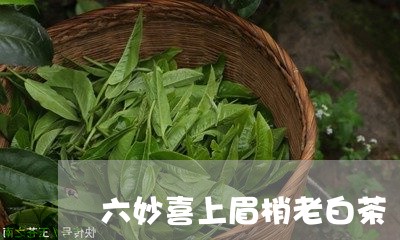 六妙喜上眉梢老白茶/2023121750381