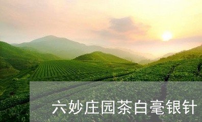 六妙庄园茶白毫银针/2023120662825