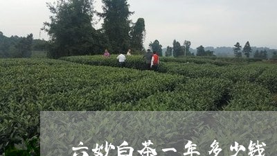 六妙白茶一年多少钱/2023071574838