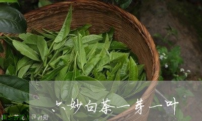 六妙白茶一芽一叶/2023061395494