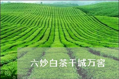 六妙白茶千城万窖/2023061596157