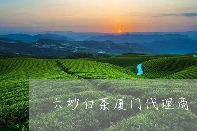 六妙白茶厦门代理商/2023071535184