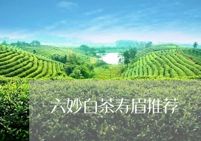 六妙白茶寿眉推荐/2023061517593