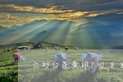 六妙白茶黄印7088/2023092720592