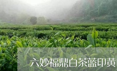 六妙福鼎白茶蓝印黄印/2023092058492