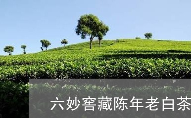 六妙窖藏陈年老白茶/2023121704057