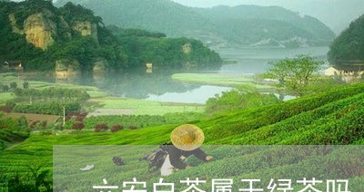 六安白茶属于绿茶吗/2023121701727