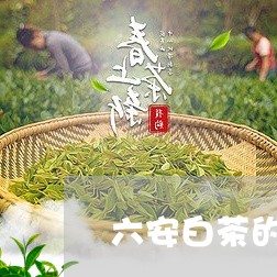 六安白茶的制作方法/2023071530583