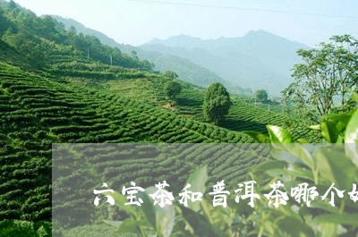 六宝茶和普洱茶哪个好喝/2023121399582