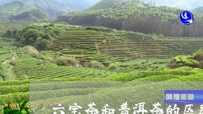 六宝茶和普洱茶的区别/2023062227262