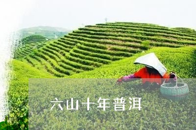 六山十年普洱/2023090769391