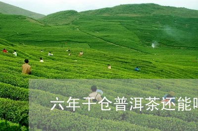 六年干仓普洱茶还能喝吗/2023110197592