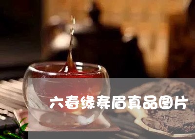 六春缘寿眉真品图片/2023081393036