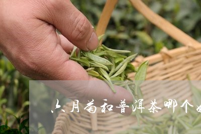 六月菊和普洱茶哪个好/2023072105916