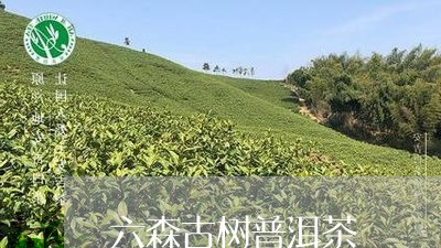 六森古树普洱茶/2023081583935